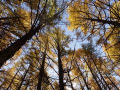 -塞罕坝国家级自然保护区