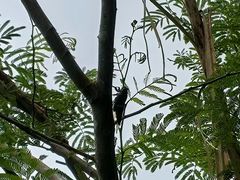 -海南热带雨林国家公园吊罗山景区