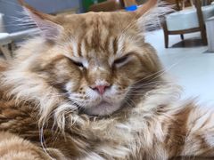 -藏猫猫咖啡主题馆(中央大道店)