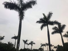 -八婆婆烧仙草(曾厝垵店)