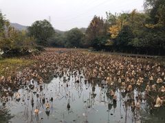 -八卦田遗址公园