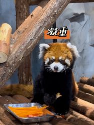 -Zoolung Zoolung动物主题公园(海信广场店)