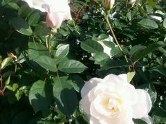 -人民公园(罗湖区)