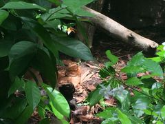 细腰猫-河川生态园