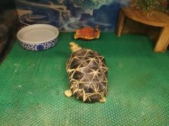 -上海大自然野生昆虫馆(东方明珠·爬宠昆虫探索中心)