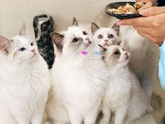 -鼓捣猫呢主题猫咖店