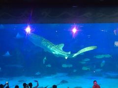 -烟台海昌鲸鲨海洋公园