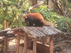 -昆明动物园