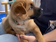 -博特宠物医院24h犬猫全科.骨科·异宠