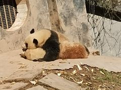 -中国大熊猫保护研究中心雅安碧峰峡基地