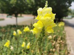 -永定河休闲森林公园