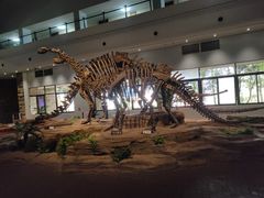 -自贡恐龙博物馆