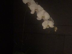 -浩运·海鲜青岛菜·海胆水饺(石老人店)