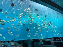 -瑞德姆美人鱼海底演艺主题餐厅(亚龙湾店)