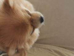 -怪兽屋·羊驼·猫咖·狗咖(俊华广场店)