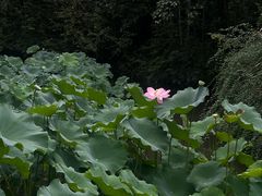 -成都杜甫草堂博物馆