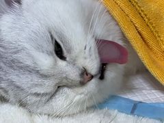 -福州肆爪动物医院