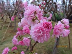 -天适樱花悠乐园