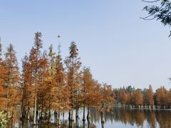 -白鹭湾湿地公园