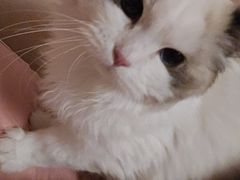 -猫十亿·布偶金渐层·曼基康矮脚猫舍(青年路店)