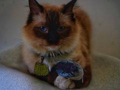 -猫在这儿猫咪咖啡馆·撸猫馆