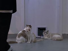 -Heymao猫咖.咖啡厅(东门店)