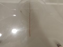 -中国茶叶博物馆(双峰馆区)