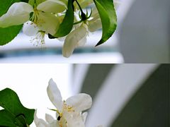 -海棠花溪(元大都城垣遗址公园)