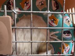 -爱侣·安琦尔宠物医院·中兽医针灸·心内科·狂犬免疫点(宝山区院)