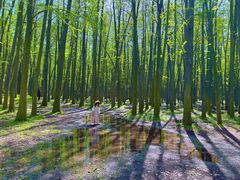 -上海共青森林公园