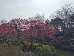 -红梅公园