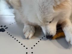 -毛绒耶耶撸宠馆·猫咖·狗咖·荷兰猪咖