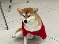 -怪兽屋·羊驼·猫咖·狗咖(俊华广场店)