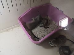 -猫色咖啡·猫咖