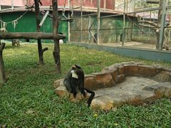 -深圳野生动物园