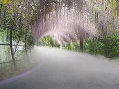 -大塘金香草谷