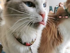-猫在这儿猫咪咖啡馆·撸猫馆