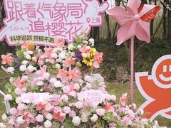 -顾村公园