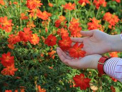 -花开海上生态园