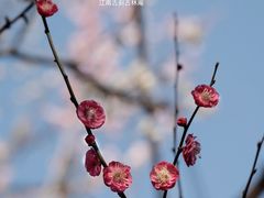 -南京古林公园
