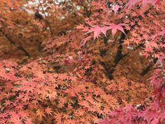 -梁鸿国家湿地公园