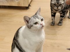 -有喵·猫咖·狗咖·30几只猫10只小狗(岗厦店)