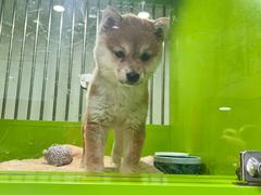 -唐小姐の猫狗洗护·购宠旗舰店(周浦万达店)