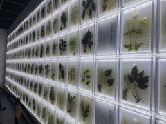 -广东中医药博物馆