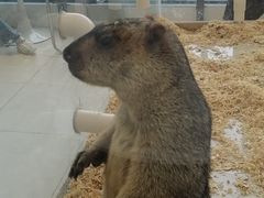 -怪兽屋·羊驼·猫咖·狗咖(俊华广场店)