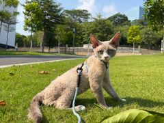 -凯特喵百思猫专科医院