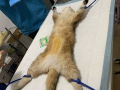 -灵美宠物诊所