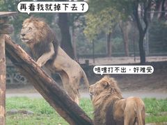 -上海野生动物园