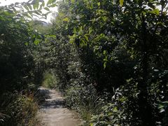 -滴水岩森林公园