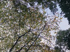 -杭州植物园